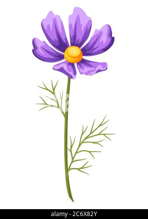 Illustration of realistic cosmea. Beautiful flower. Stock Vector