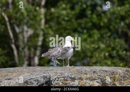 Juvenile common gull (Larus canus) or mew gull or sea mew persuading a parent to feed it on shore rock in Harakka Island, Helsinki, Finland Stock Photo