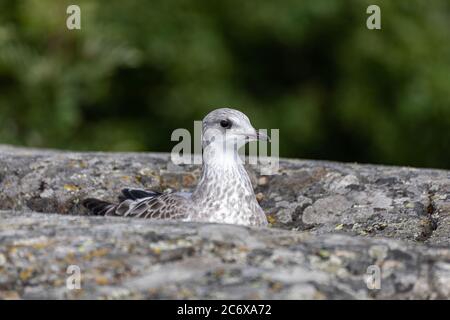 Juvenile common gull or mew gull (Larus canus) perching on a shore rock Stock Photo