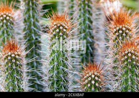 Cactus Flower Heads