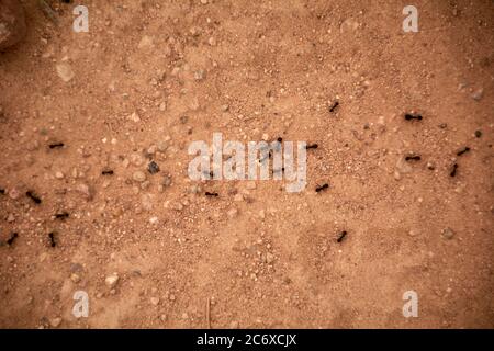 Ants making a path on dirt ground, macro photography, details Stock Photo