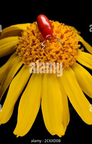 Red insect robot on yellow marguerite flower