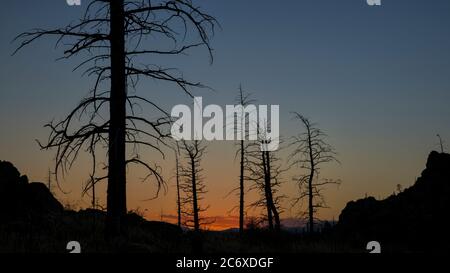 Pine trees burned by 2012 Hewlett Gulch Wildfire at Greyrock near Fort Collins, Colorado, silhouette against sunset sky. Stock Photo