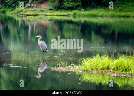 Great blue heron at sunrise along the shoreline of Lake Trahlyta in Vogel State Park near Blairsville, Georgia. (USA) Stock Photo
