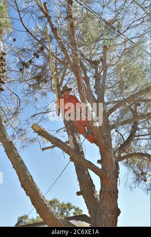 Man in a tree in his yard cutting limb's with a hand saw with power lines and wires nearby Stock Photo