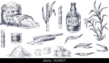 Hand drawn sugar cane. Sketch cane harvest, sugar sack and cubes, stalks sweet leaves organic plants, glass and bottle of rum vintage vector Stock Vector