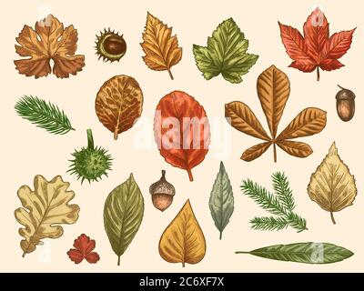 Hand drawn autumn leaves. Color falling forest foliage, october oak, acorn and chestnut, maple leaf vintage etching vector rustic set Stock Vector