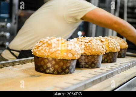 Pastry chef preparing baking italian christmas sweet cake in bakery Stock Photo