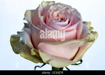 Pink and Green Roses Stock Photo