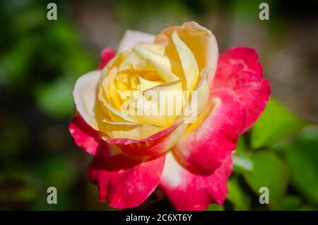 A brilliant pink iceberg rose grows in the rose garden at Fairhope Municipal Pier, July 11, 2020, in Fairhope, Alabama. Stock Photo
