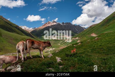 A wonderful scenery along the Duku Highway, which is praised as the most beautiful highway, northwest China's Xinjiang Uyghur Autonomous Region, 13 Ju Stock Photo