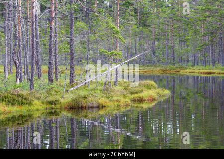 Pine trees growing on the bog at the lake