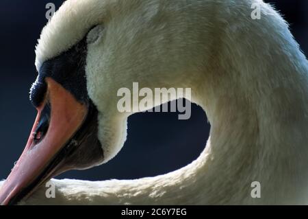 Close up view of a sleeping white mute swan, with curled head and neck, in the morning sunlight. Stock Photo