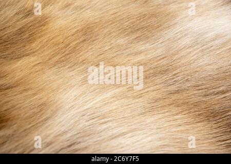 The fur of the reindeer, orange fur and beautiful patterns. Looks gentle and swaying to the touch Stock Photo