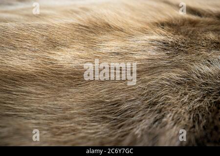 The hair of the reindeer, dark brown and white wool. And there is a beautiful wave pattern Looks soft, pleasant to the touch. The color is not bright. Stock Photo