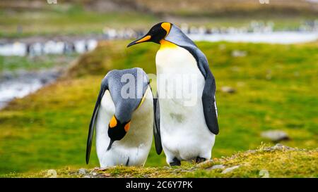 --FILE--Kings Penguins crowd at South Georgia Islands, walking and swimming to enjoy a cozy daily life, 25 June 2016. *** Local Caption *** fachaoshi Stock Photo