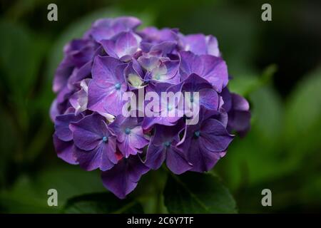 A purple hydrangea macrophylla in family Hydrangeaceae, blooming in a summer garden in Massachusetts. Acidic soil produces more blue or purple blooms. Stock Photo
