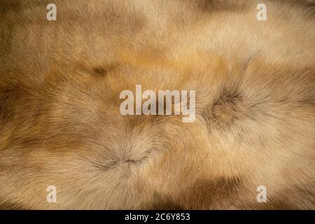 Reindeer hair, dark brown wool mixed with orange And there is a beautiful wave pattern Looks soft, pleasant to the touch. Stock Photo