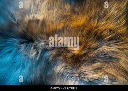 Reindeer hair, dark brown wool mixed with orange And there is a beautiful wave pattern Look soft, pleasant to the touch. The light creates a blue and Stock Photo