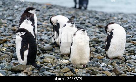 --FILE--Kings Penguins crowd at South Georgia Islands, walking and swimming to enjoy a cozy daily life, 25 June 2016. *** Local Caption *** fachaoshi Stock Photo