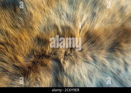 Brown and white fur The hairs are smooth and have a beautiful pattern. The reindeer's hair is golden when exposed to morning sunlight. Stock Photo