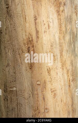 Trunk of dead tree without bark with traces of beetles. Rough natural wooden surface with lines. Wood texture for background. Stock Photo