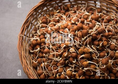 Sprouted Kala Chana or Black or brown Chickpeas - it's a vegan substitute for rich protein and it has high content of living enzymes Stock Photo