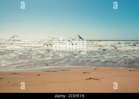 Flock of seagulls flying over the sea, clear blue sky on background Stock Photo