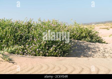 Sand dunes on the beach and Sea Rocket flowers in bloom, beautiful pink wildflowers growing on the sandy beach. Sea Rocket is a succulent - a low grow
