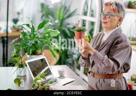 Senior woman looking after plant in pot in green office. Laptop on table