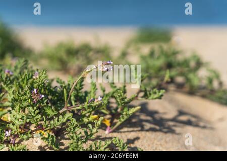 Sand dunes on the beach and Sea Rocket flowers in bloom, beautiful pink wildflowers growing on the sandy beach