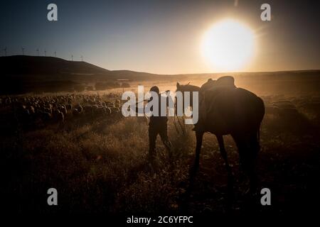 Alejandro Belinchon, shepherd, follows the flock of sheep close to the village of Alhambra, Spain. Date: 13-06-2016. Photographer: Xabier Mikel Laburu. The transhumance walk will take Enrique Belinchon, his cousin Alejandro Belinchon, his son Aitor Belinchon and their friend Juan Ahufinger, to drive their flocks of sheep along 400Km to the Albarrac’n Mountains in Teruel for the summer pastures. Stock Photo