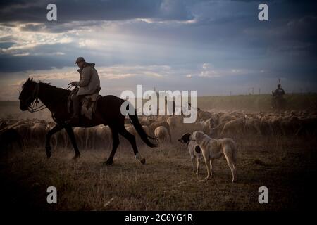 Alejandro Belinchon, shepherd, follows the flock of sheep on his horse and accompanied by two of his mastiff dogs, Spain. Date: 16-06-2016. Photographer: Xabier Mikel Laburu. Alejandro and his brother take care of a flock of sheep and a herd of cows. Cousin of Enrique, they also come from a long background of transhunant shepherds. Stock Photo