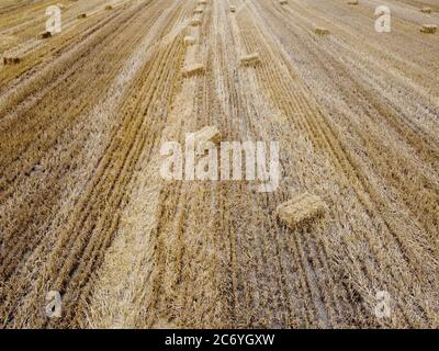 Field after harvest, bales of straw lie on the field. Stock Photo