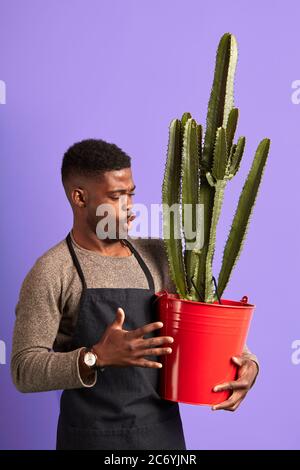 Proud dark skinned shopman in apron, looking at big plant in red pot on purple background, telling customer with pride about cactus against violet wal Stock Photo
