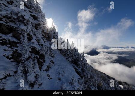 Freshly snow-covered fir trees with the sun shining through the branches, Rotenflue, Canton Schwyz Stock Photo