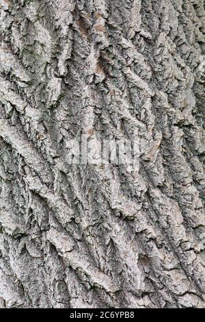 Embossed highly detailed old oak tree bark texture with weathered surfaces and cracks on it, vertical image, close up. Stock Photo