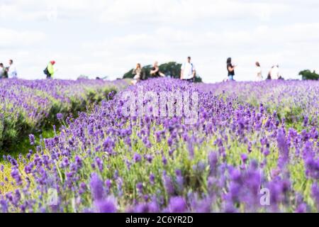 Public visitors enjoying walk in Lavender Field in South London Stock Photo