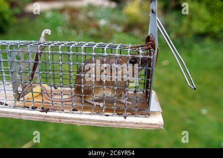 House mouse (Mus musculus). Family Muridae. In a mouse trap, in which they are caught alive, so that they can be released into the forest. Netherlands Stock Photo