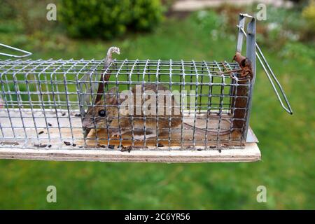 House mouse (Mus musculus). Family Muridae. In a mouse trap, in which they are caught alive, so that they can be released into the forest. Netherlands Stock Photo