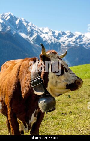 Abondance cow in French Alps, Savoie, Auvergne Rhone Alpes, France Stock Photo