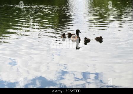 Adult female Tufted Duck (Aythya fuligula) and ducklings. Footscray Meadows, Sidcup, Kent. UK Stock Photo