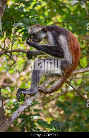 Zanzibar Red Colobus - Piliocolobus kirkii, beautiful colored primate endemic in Zanzibar island forests, Tanzania. Stock Photo