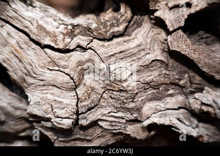 cherry tree bark detail close up macro Stock Photo
