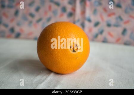 Orange Washington with a belly button on a drapery Stock Photo