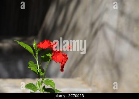 close up of Hibiscus red flowers bloom in the garden and the background of shade around Stock Photo