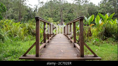 The beautiful wooden bridge in the middle of the jungle Stock Photo