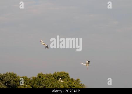 heron flying in sky Stock Photo