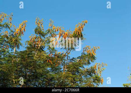 One tree with orange flowers and a blue sky in the background Stock Photo