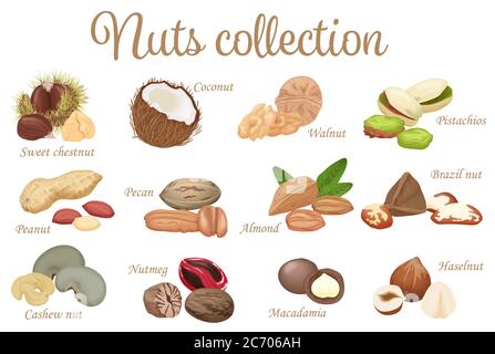 Vector collection mix of different types nuts set Stock Vector